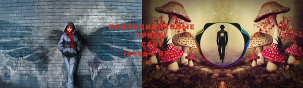 крисы Корсаков